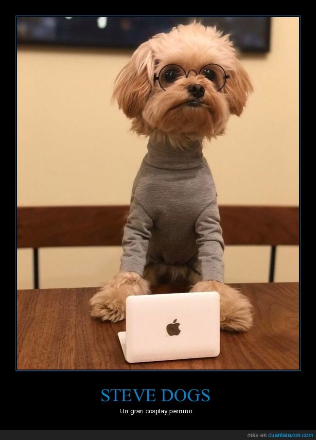 perro,disfraz,steve jobs,cosplay